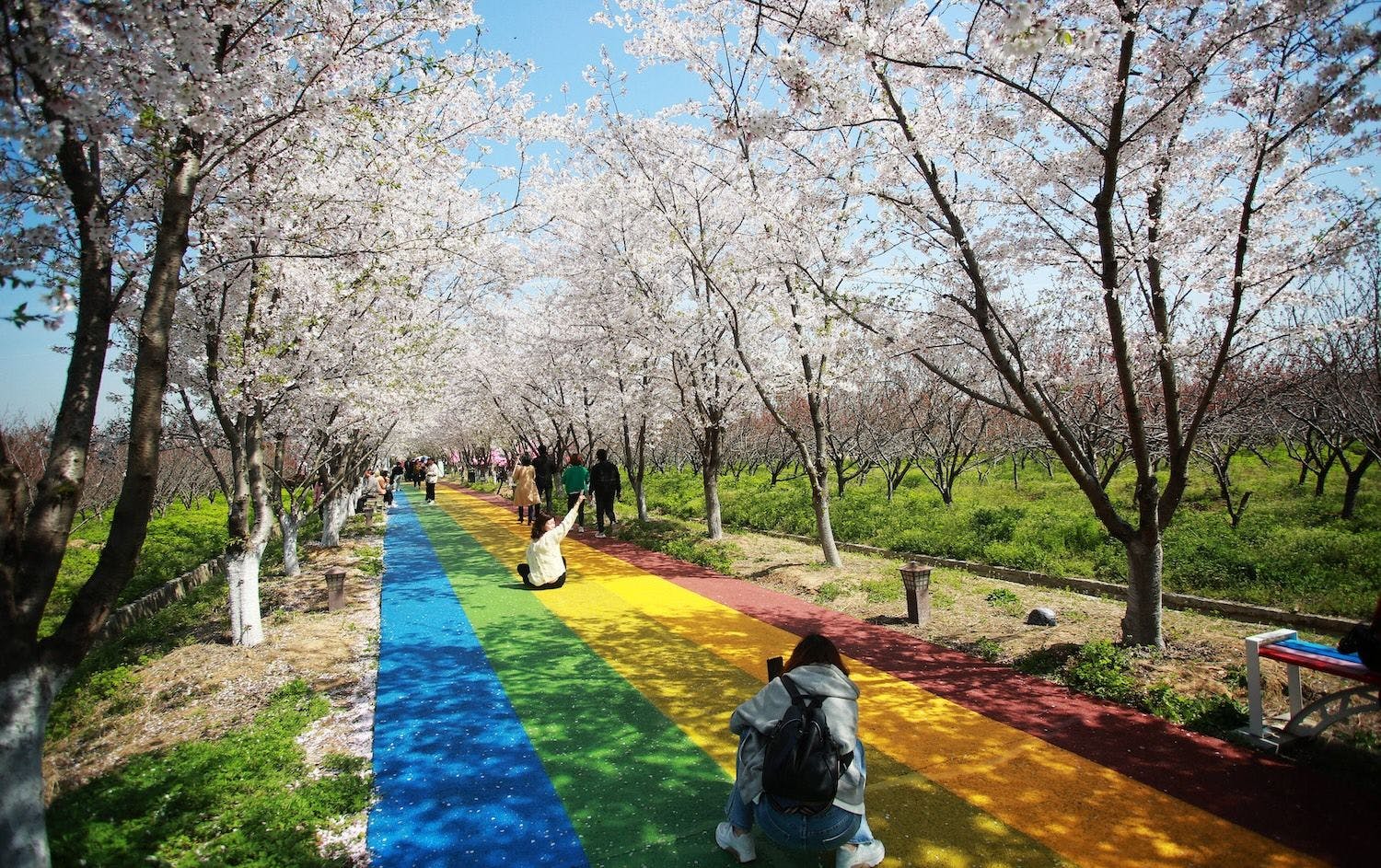 China Städte, Ostchina, Osten Chinas, Umwelt: Touristen genießen blühende Kirschblüten in einem Park in Yangzhou, Provinz Jiangsu, China