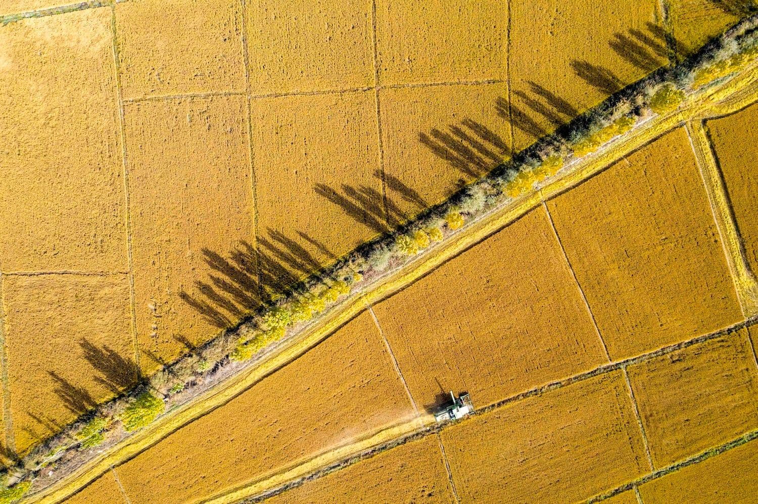 China News, Wirtschaft. Industrie, Landwirtschaft, Wissenschaft: Luftaufnahme eines Mähdreschers bei der Reisernte im Nordwesten Chinas in der autonomen Region Xinjiang Uygur