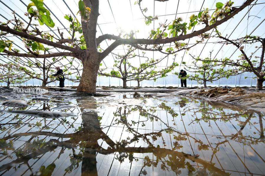 China verzeichnet Anstieg der ausstehenden Agrarkredite