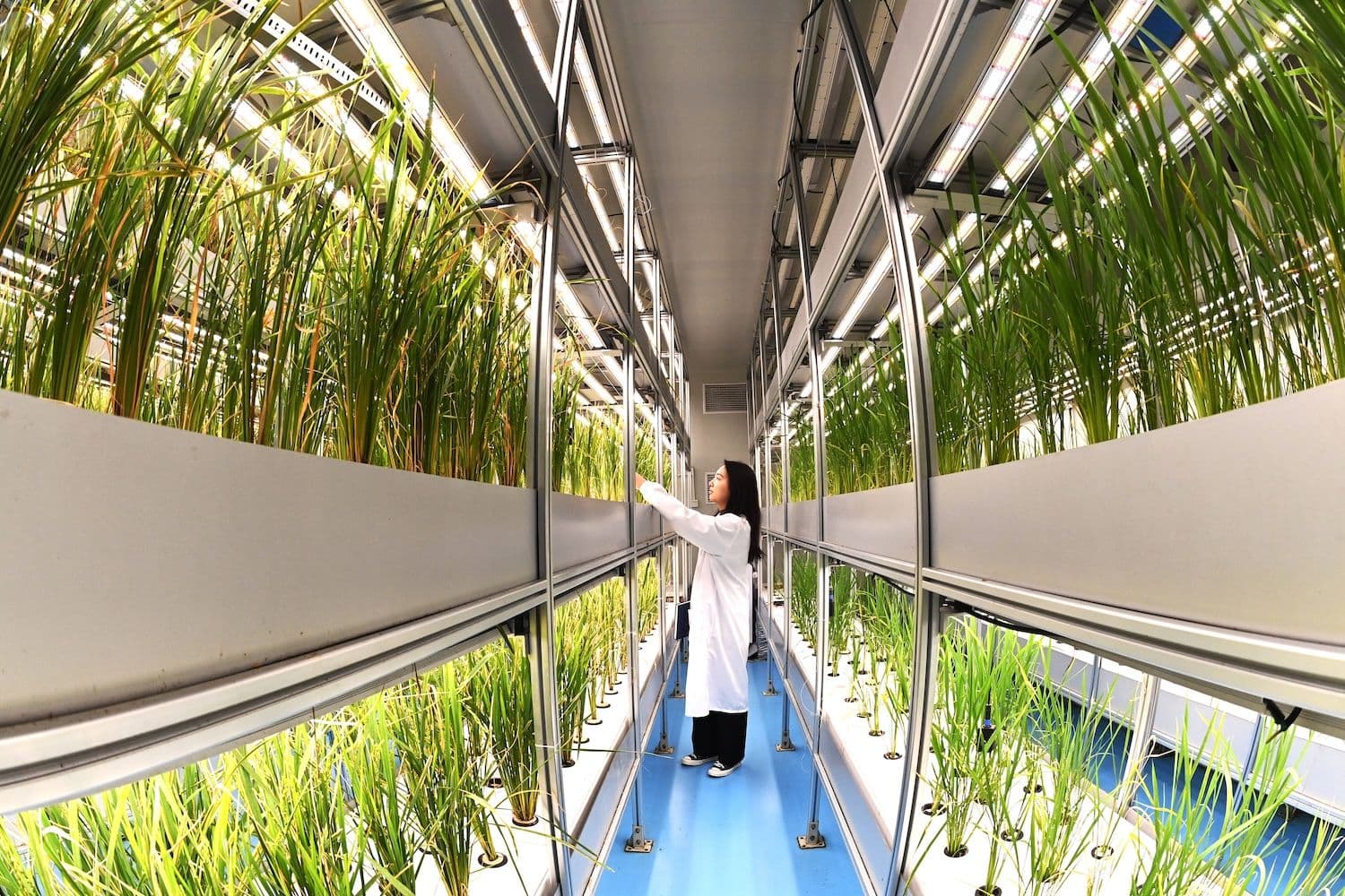 Ein Forscher kontrolliert das Wachstum von Reis in der weltweit ersten unbemannten vertikalen Gemüsefarm mit 20 Stockwerken