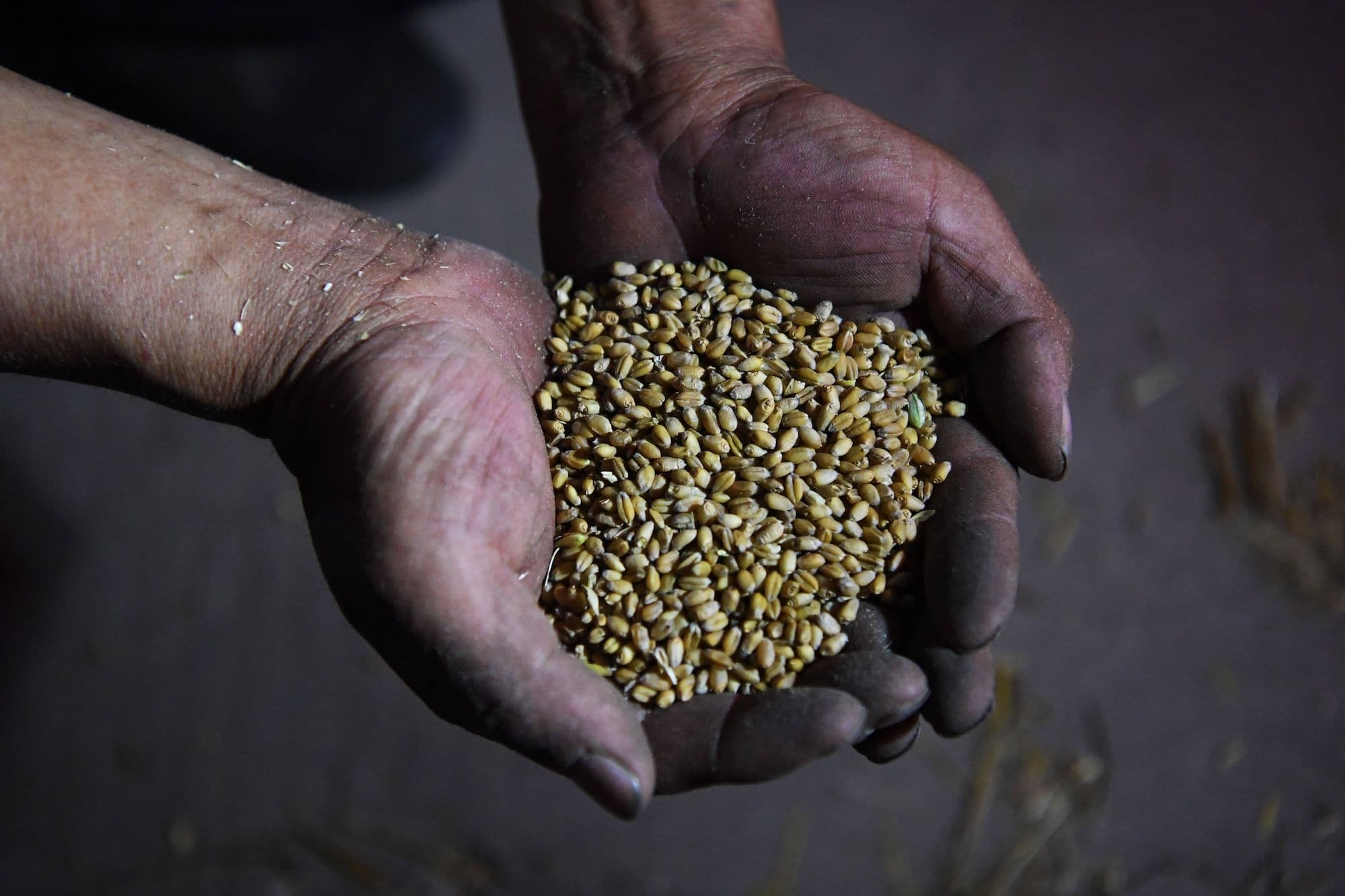 Landwirtschaft in China: Ein Bauer zeigt frisch geernteten Weizen im Dorf Yuanying im Kreis Huaxian in der zentralchinesischen Provinz Henan